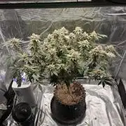 Tangerine Dream