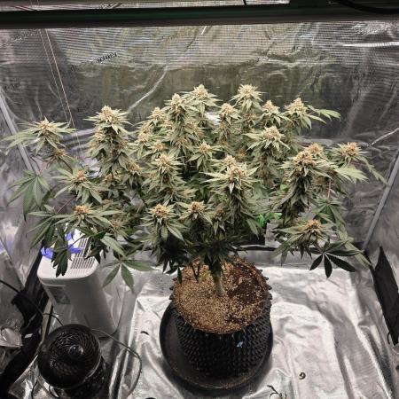 Tangerine Dream
