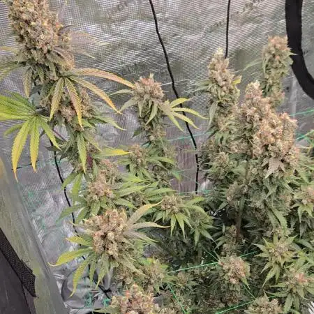 First grow diary