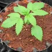 Tangerine dream
