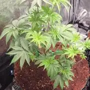 Mac1 F1 Hybrid