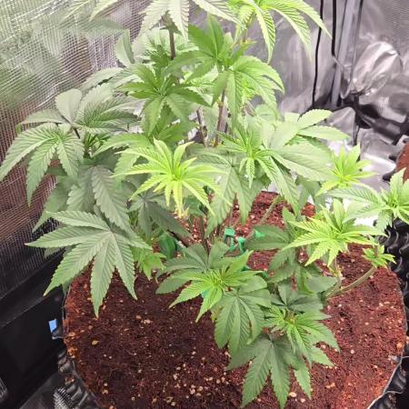 Mac1 F1 Hybrid