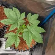 Frozen Banana F1