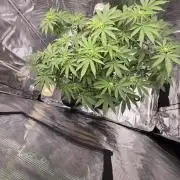 Tangerine Dream