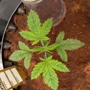 White Widow Regular part 1