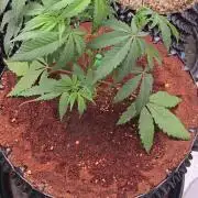 Mac1 F1 Hybrid