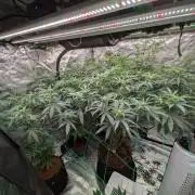 Mac1 F1 Hybrid