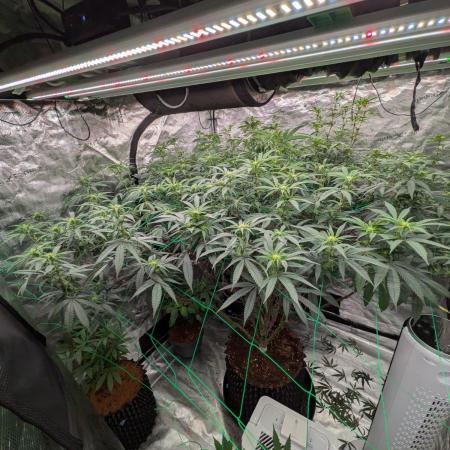 Mac1 F1 Hybrid