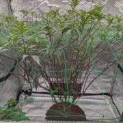 Mac1 F1 Hybrid