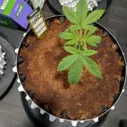 White Widow Regular part 1