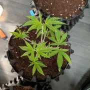 Amnesia Haze part 1