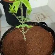 Expert Gorilla aka Gorilla Glue nr4