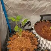 MAC1 F1 HYBRID clones part 2