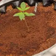 Godfather OG
