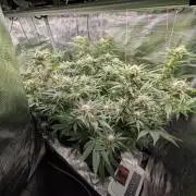 1x Gorilla x White Widow