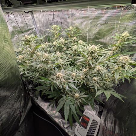 1x Gorilla x White Widow