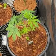Banana Runtz F1 hybride