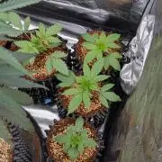 Mac1 F1 Hybrid