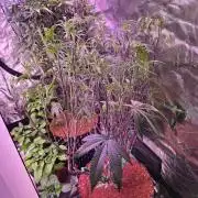 Gorilla Glue #4 x white widow