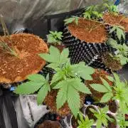 Expert Gorilla aka Gorilla Glue nr4
