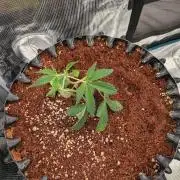 MAC1 F1 HYBRID clones part 2