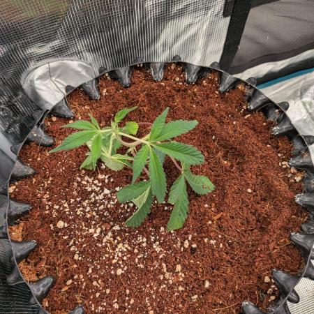 MAC1 F1 HYBRID clones part 2