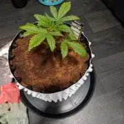 White Widow part 2