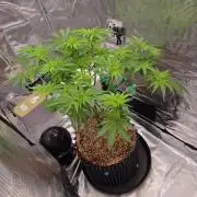 Tangerine Dream