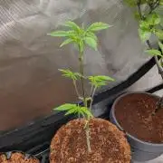 Expert Gorilla aka Gorilla Glue nr4