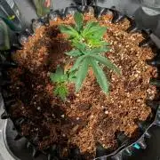MAC1 F1 HYBRID clones part 2