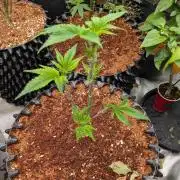 Frozen Bananas F1Feminized