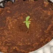 Peyote Critical