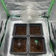 Puff Mints & Sunset Cherry