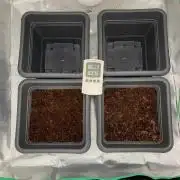 Puff Mints & Sunset Cherry