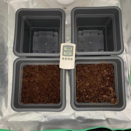 Puff Mints & Sunset Cherry