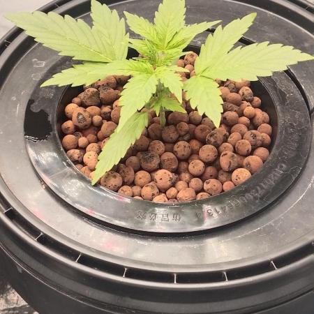 F1 Hyperion 1st Grow Hydro