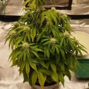milky way F1 auto free gift - non stress