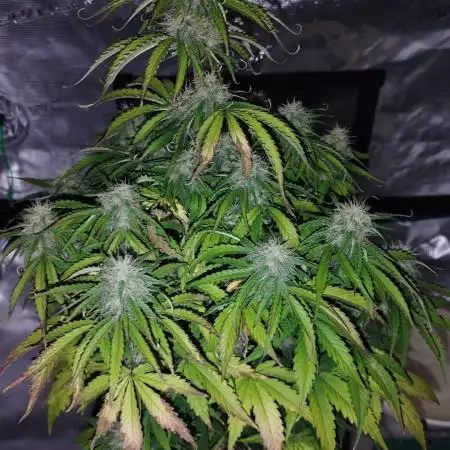 milky way F1 auto free gift - non stress
