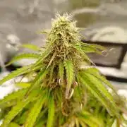milky way F1 auto free gift - non stress