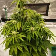 milky way F1 auto free gift - non stress