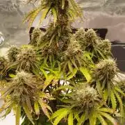 milky way F1 auto free gift - non stress