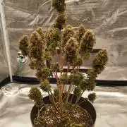 milky way F1 auto free gift - non stress