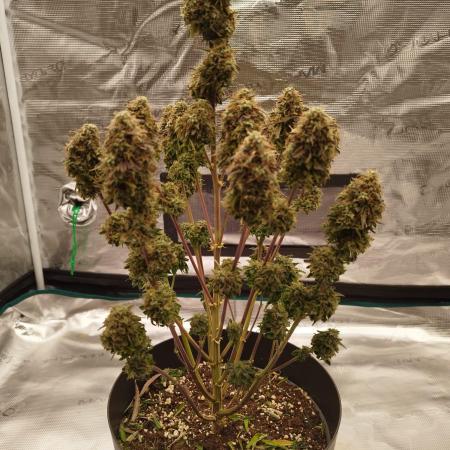 milky way F1 auto free gift - non stress