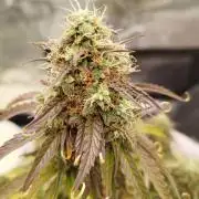 milky way F1 auto free gift - non stress
