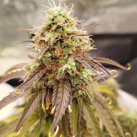 milky way F1 auto free gift - non stress