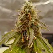 milky way F1 auto free gift - non stress