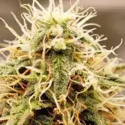 milky way F1 auto free gift - non stress