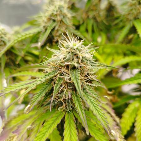 milky way F1 auto free gift - non stress