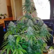 milky way F1 auto free gift - non stress