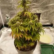 milky way F1 auto free gift - non stress